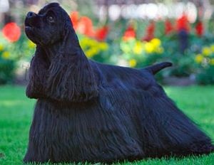 American și engleză cocker spaniel descrierea raselor, îngrijire, recenzii