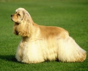 American și engleză cocker spaniel descrierea raselor, îngrijire, recenzii