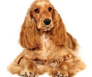 American și engleză cocker spaniel descrierea raselor, îngrijire, recenzii