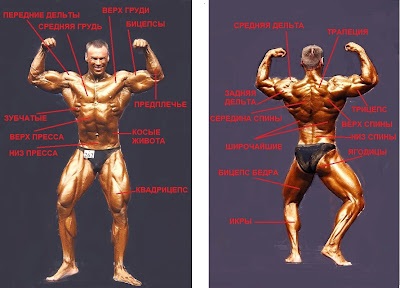 Anatomia mușchilor unei persoane (trebuie să știți!), Fitnesklub - atletism