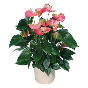 Anthurium andre, Anthurium andrianum, varietate de specii