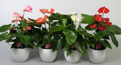 Anthurium andre, Anthurium andrianum, varietate de specii