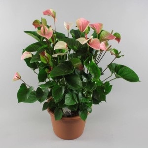 Anthurium andre, Anthurium andrianum, varietate de specii