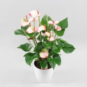 Anthurium andre, Anthurium andrianum, varietate de specii