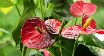 Anthurium andre, Anthurium andrianum, varietate de specii