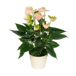 Anthurium andre, Anthurium andrianum, varietate de specii