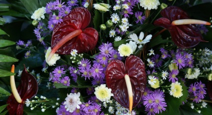 Anthurium andre, Anthurium andrianum, varietate de specii