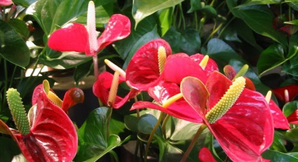 Anthurium andre, Anthurium andrianum, varietate de specii