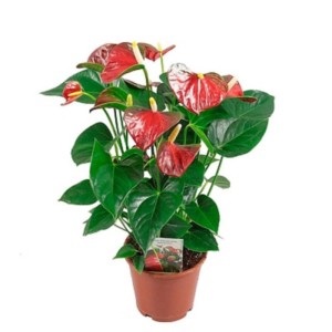 Andre Anthurium, Anthurium andrianum, a fajok sokféleségének