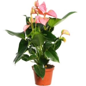 Anthurium andre, Anthurium andrianum, varietate de specii