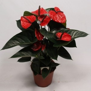 Anthurium andre, Anthurium andrianum, varietate de specii