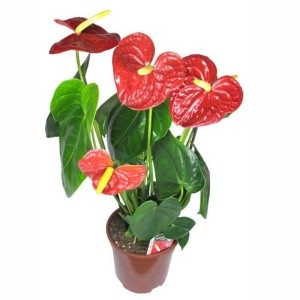 Andre Anthurium, Anthurium andrianum, a fajok sokféleségének