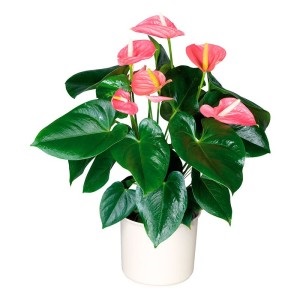 Anthurium andre, Anthurium andrianum, varietate de specii