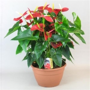 Anthurium andre, Anthurium andrianum, varietate de specii