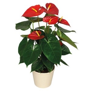 Anthurium andre, Anthurium andrianum, varietate de specii