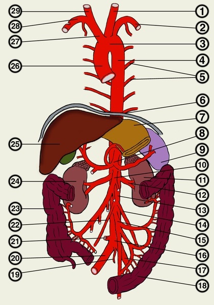 Az aorta - egy