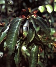 Edelstar Balsam (francia paradoxon) -artikul 15001