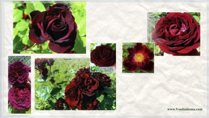 Velvet trandafiri (fotografie) soiuri, un site despre gradina, cabana si plante de interior