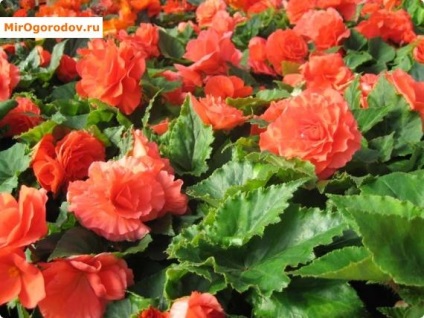 Clasificarea Begonia și fotografii ale soiurilor decorative și foioase