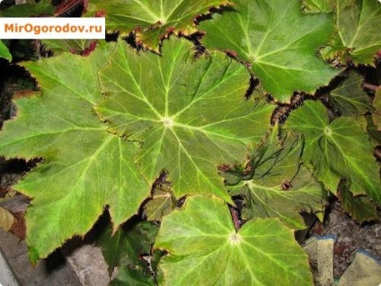 Clasificarea Begonia și fotografii ale soiurilor decorative și foioase