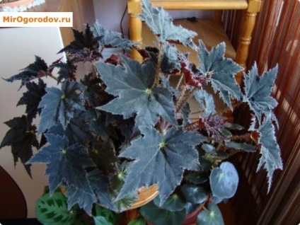 Clasificarea Begonia și fotografii ale soiurilor decorative și foioase