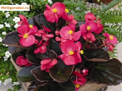 Clasificarea Begonia și fotografii ale soiurilor decorative și foioase