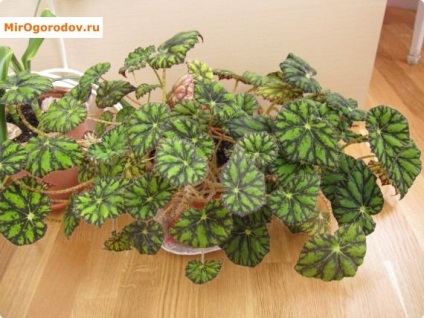 Clasificarea Begonia și fotografii ale soiurilor decorative și foioase