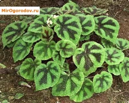 Clasificarea Begonia și fotografii ale soiurilor decorative și foioase