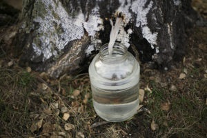 Birch sap vese, hogyan kell inni, használata, ellenjavallatok