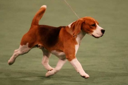 Beagle, Beagle kutyák, állatok