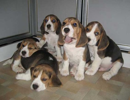 Beagle, Beagle kutyák, állatok
