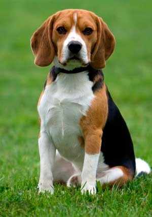 Beagle, rasa de câini de rasă, animale