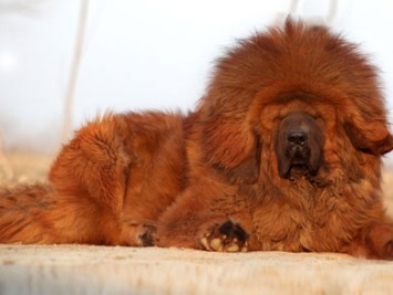 Rase mari de câini care sunt cele mai mari rase de câini