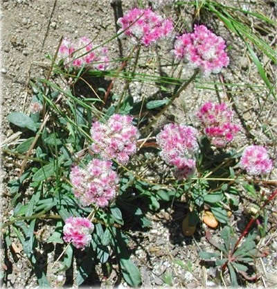 Chekalkin nuc (xanthoceras), sau xanthoceras montana de munte