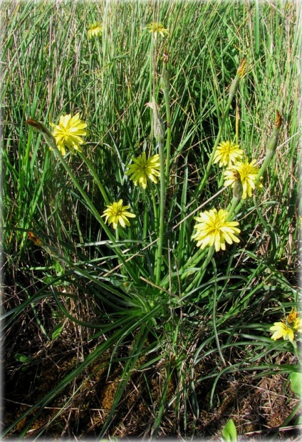 Chekalkin nuc (xanthoceras), sau xanthoceras montana de munte