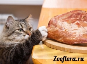 Mit és hogyan kell etetni a macska ivartalanított - hasznos információ