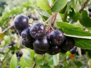 Chokeberry - beneficiu și rău