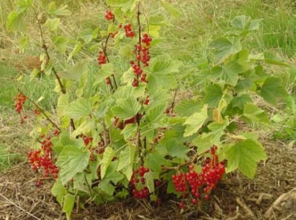 Ce poate fi plantat lângă coacăzul negru și roșu acsavto