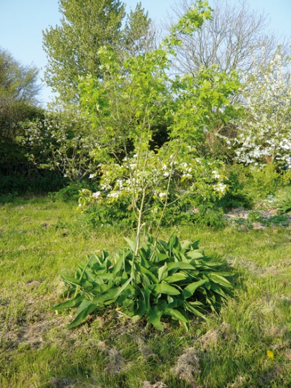 Ce este Permaculture?