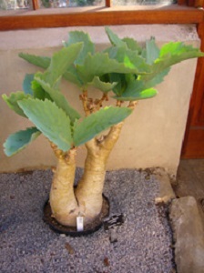 Cissus juttae sau tsifostemma uitta (semințe)