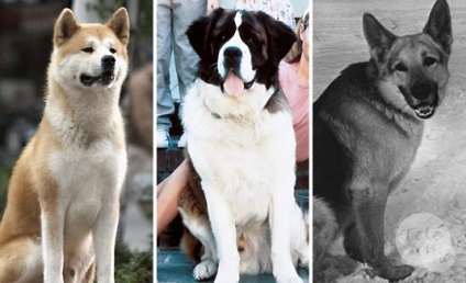Viața sălbatică a unei duzini de cîțiva dintre cei mai cunoscuți câini din filme, recenzii de film, filme