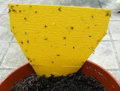 Virág szúnyogok szeretnek megszabadulni, virágos-blog (szúnyogok virágcserepek) Virág szúnyogok szeretnek megszabadulni, virágos-blog