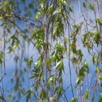 Arbori decorativi - vânzarea de copaci de foioase din grădiniță