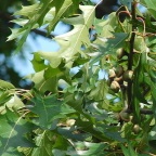 Arbori decorativi - vânzarea de copaci de foioase din grădiniță