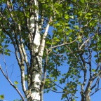Díszfák - eladás lombhullató fák a bölcsődei