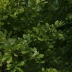 Arbori decorativi - vânzarea de copaci de foioase din grădiniță