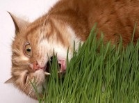 Ne macskák védőoltást - Szfinx krysik