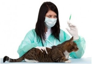 Indiferent de vaccinarea pisicilor - șobolanul Don Sphynx