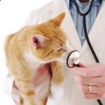 Indiferent de vaccinarea pisicilor - șobolanul Don Sphynx