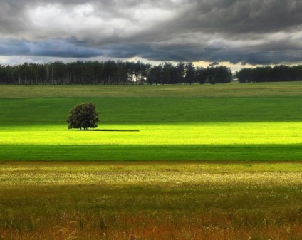 Copaci în câmpuri